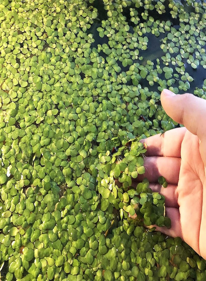 GGOOT 100Pcs Aquarium Fish Tank Grass Plants Seeds,Duckweed Easy to Plant Leaf Carpet Water Grass Floating Plants Seeds - Image 1
