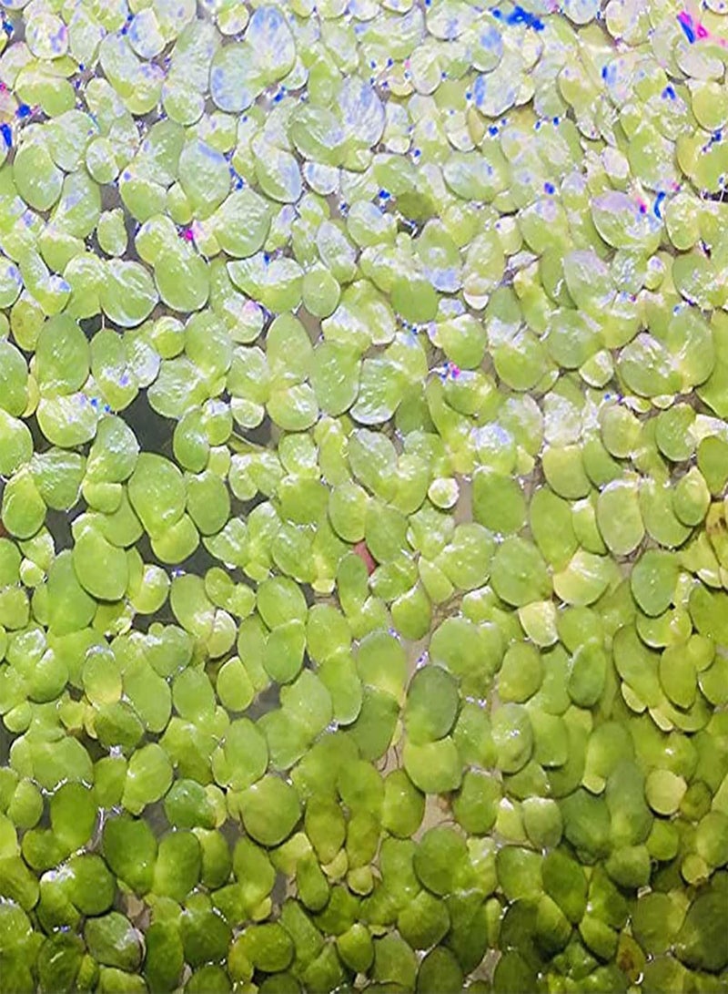 GGOOT 100Pcs Aquarium Fish Tank Grass Plants Seeds,Duckweed Easy to Plant Leaf Carpet Water Grass Floating Plants Seeds - Image 3