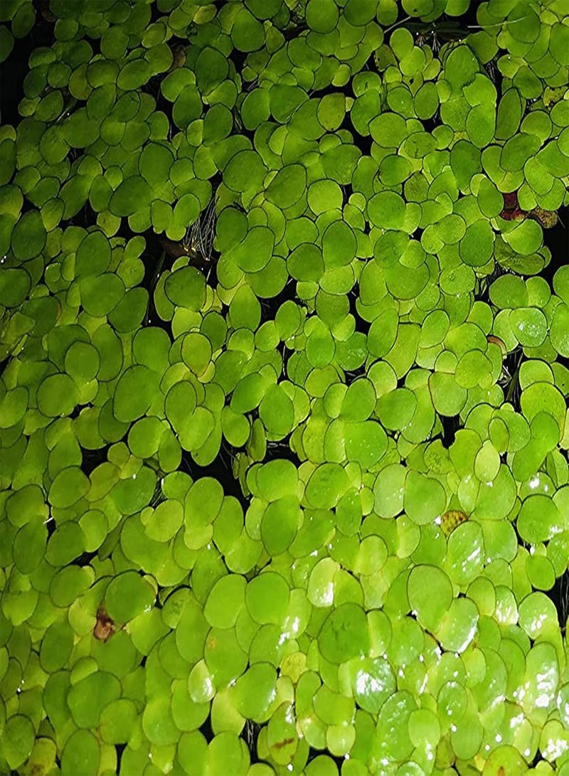 GGOOT 100Pcs Aquarium Fish Tank Grass Plants Seeds,Duckweed Easy to Plant Leaf Carpet Water Grass Floating Plants Seeds - Image 5