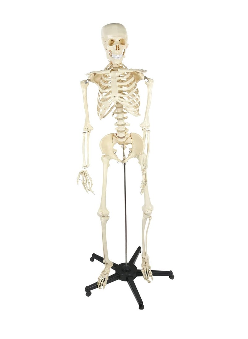 نموذج هيكل تعليمي ارتفاع 180 سم - Image 3