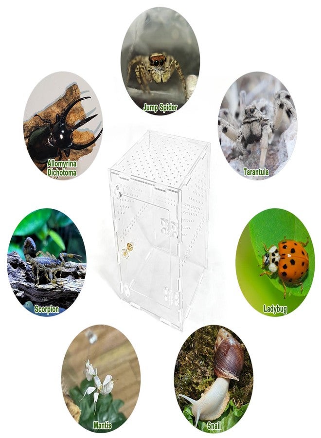 plzzree Acrylic Jumping Spider Enclosure Box: 10x6x6 Inch Transparent Habitat with Ventilation Holes, Escape-Proof Terrarium for Reptile Pet, Easy to Clean & Observe - Image 5