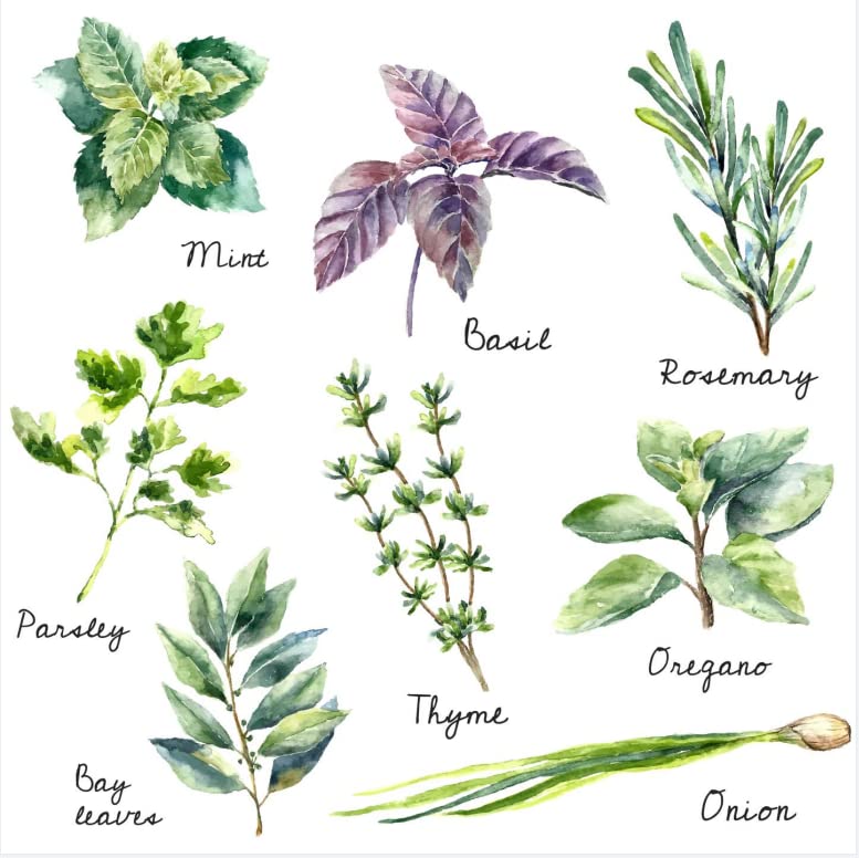 Herb Wall Decals Stickers Peel and StickKitchen Stickers Decals for Cabinet Peel and StickHerb Art Decor for Kitchen