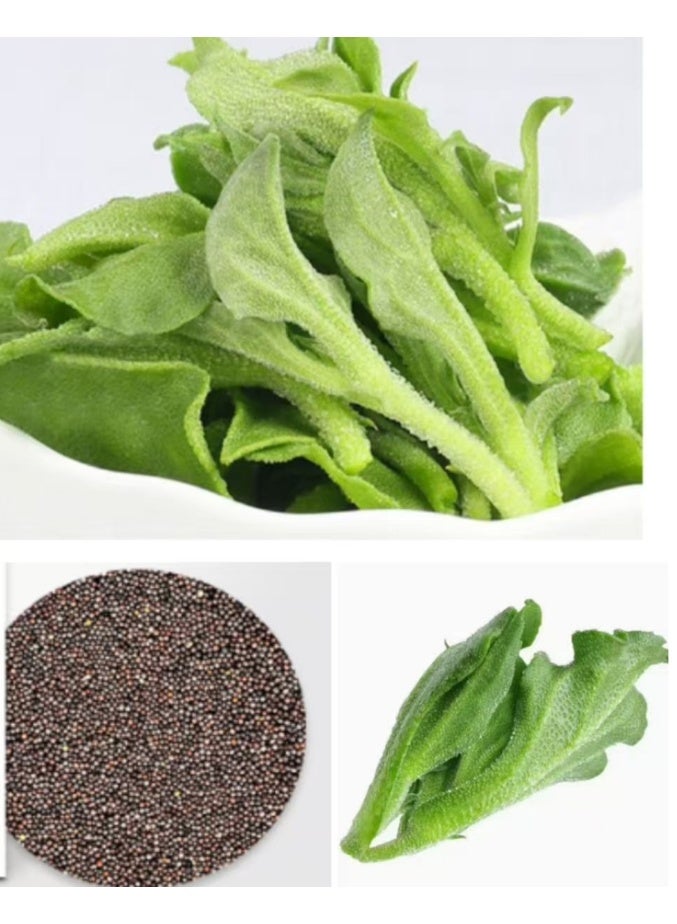 1000PCS Ice Plant Ice herb Seeds For Home Garden Planting
