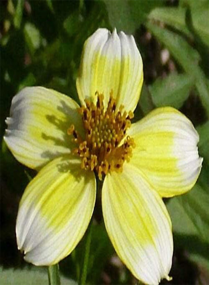 GGOOT Bur Marigold Bidens Aureas (PKD) - 250 Bulk Seeds