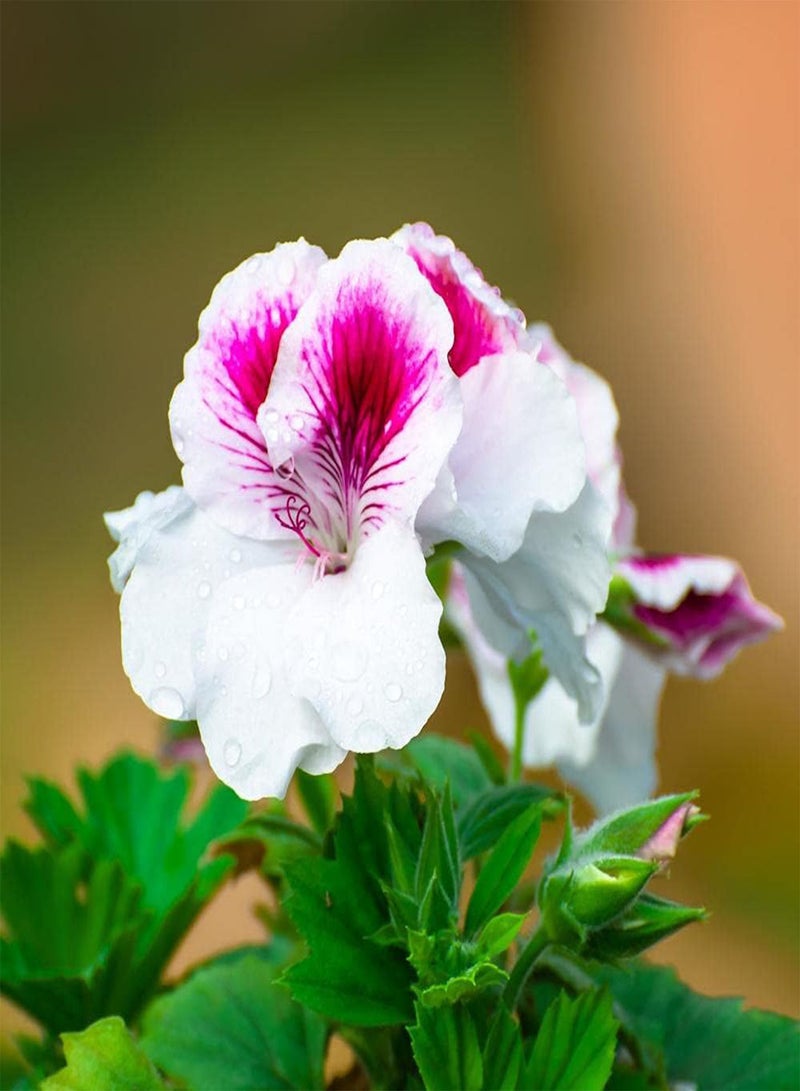 جي جوت 50 قطعة من بذور إبرة الراعي، شجيرة معمرة، زهور للزراعة في الحدائق الخارجية، ديكور بستاني فريد له قيمة زخرفية - Image 1