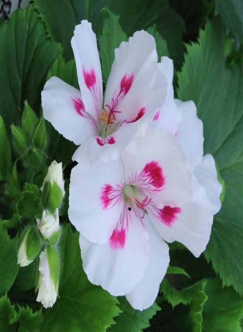 جي جوت 50 قطعة من بذور إبرة الراعي، شجيرة معمرة، زهور للزراعة في الحدائق الخارجية، ديكور بستاني فريد له قيمة زخرفية - Image 2