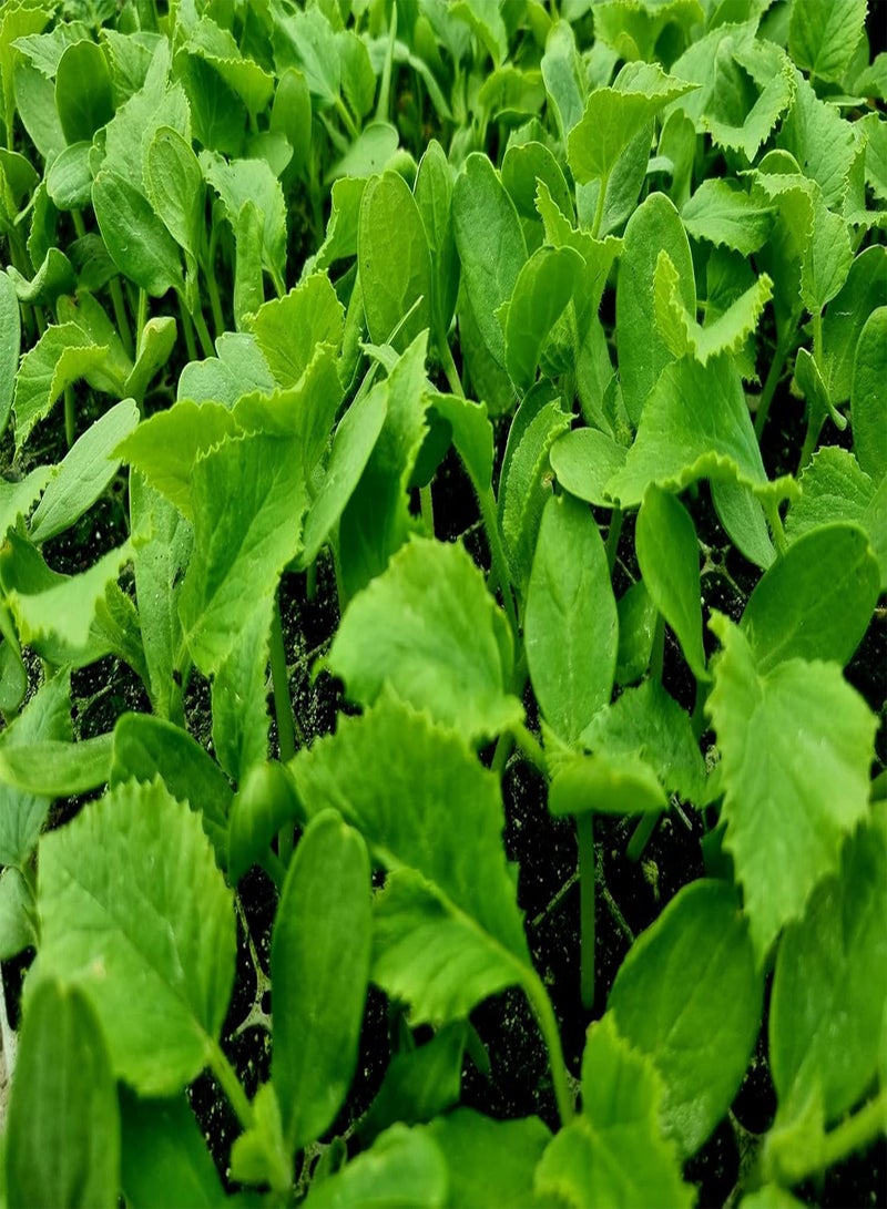 GGOOT Galia Melon Plug Plants - Grow Your Own from our Premium Quality Plants (12) - Image 2