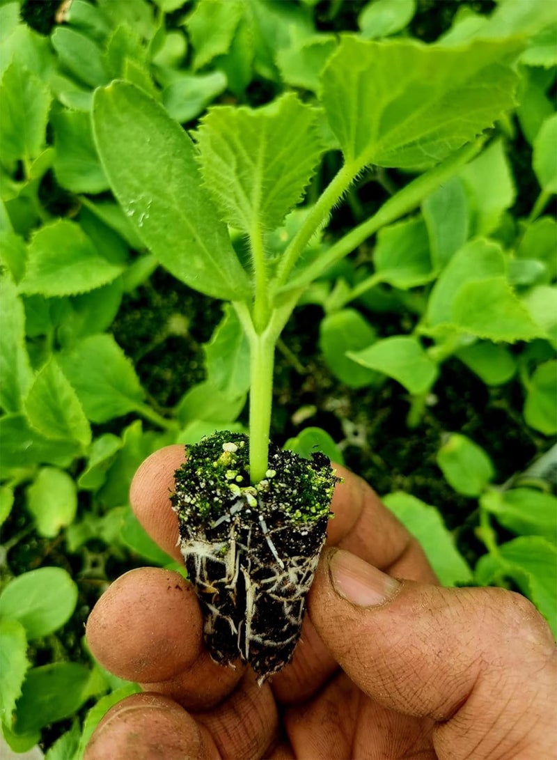 GGOOT Galia Melon Plug Plants - Grow Your Own from our Premium Quality Plants (12) - Image 1