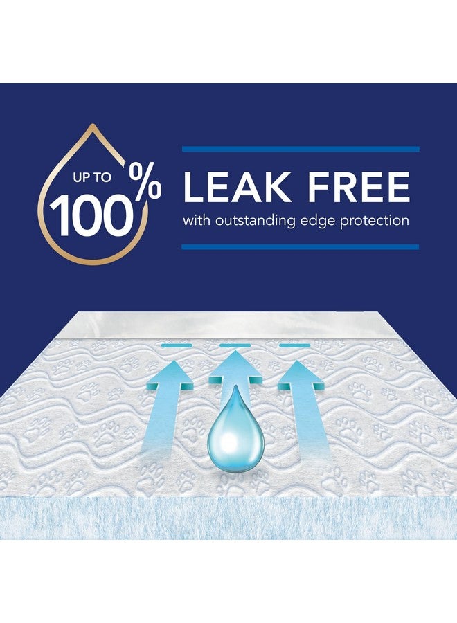 سكوت وسادات سكوت بيت جارد المتقدمة للكلاب - وسادات تدريب الكلاب على التبول للجراء والكلاب المتوسطة والكبيرة - امتصاص حتى 16 ساعة مع التحكم في الرائحة - وسادات تبول مبطنة ناعمة للكلاب - كبيرة - 22 بوصة × 22 بوصة - عبوة من 50 قطعة - Image 3