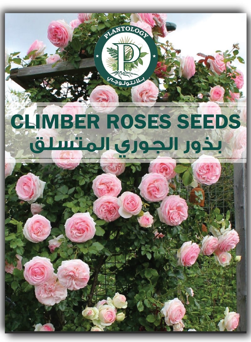 بذور الورد المتسلق - بذور زهرة الورد المتسلق الوردي - Image 1