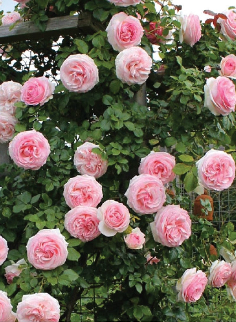 بذور الورد المتسلق - بذور زهرة الورد المتسلق الوردي - Image 2