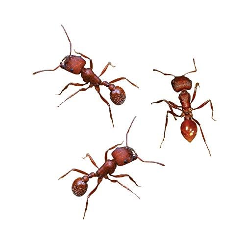 Insect Lore 50 Live Western Harvester Ants - Grown in USA - Includes STEM Activity Observation Journal - Image 2