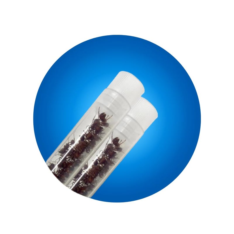 Insect Lore 50 Live Western Harvester Ants - Grown in USA - Includes STEM Activity Observation Journal - Image 5