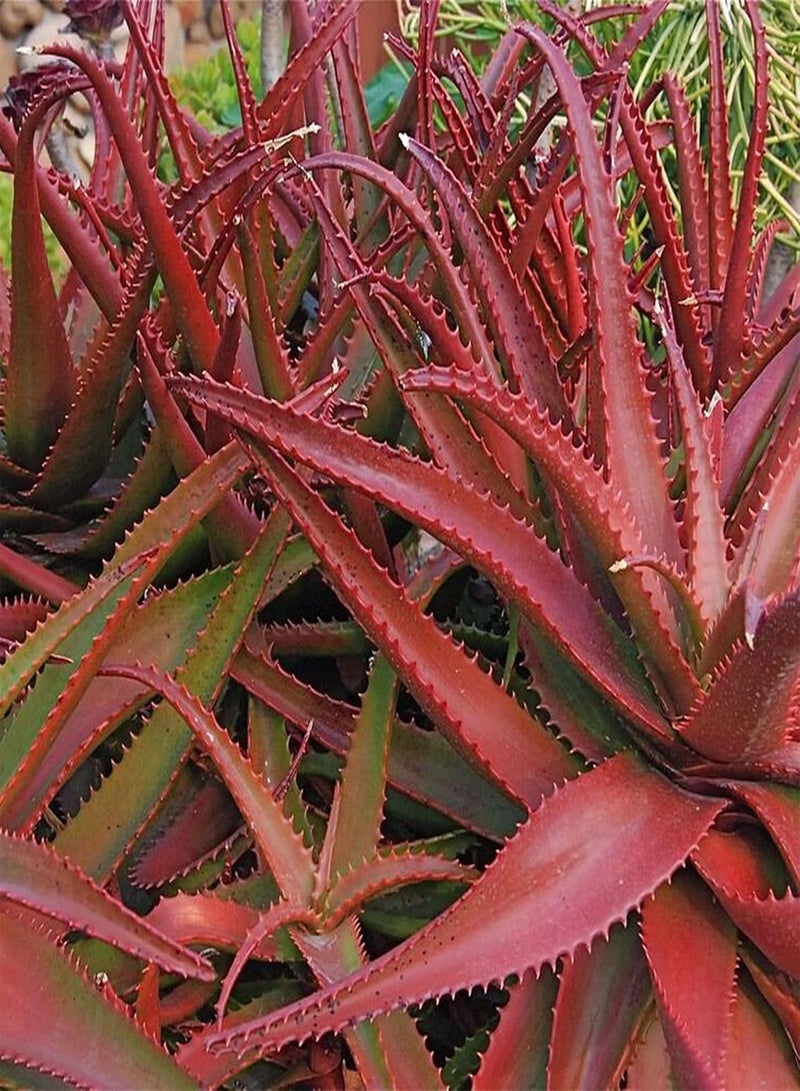 GGOOT 50Pcs/Bag Red Aloe Vera Seeds Easy Planting High Germination Evergreen Viable Succulent Plant Seedlings for Roof - Flower Seeds Vegetable Seeds Fruit Seeds Garden Plant Seeds for Planting - Image 3