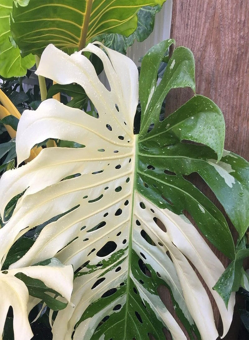 GGOOT 50Pcs Monstera Seeds Well-adapted Decorative Garden Supplies Quick Growing Monstera Ceriman Seeds for Office - White - Flower Seeds Vegetable Seeds Fruit Seeds Garden Plant Seeds for Planting - Image 5