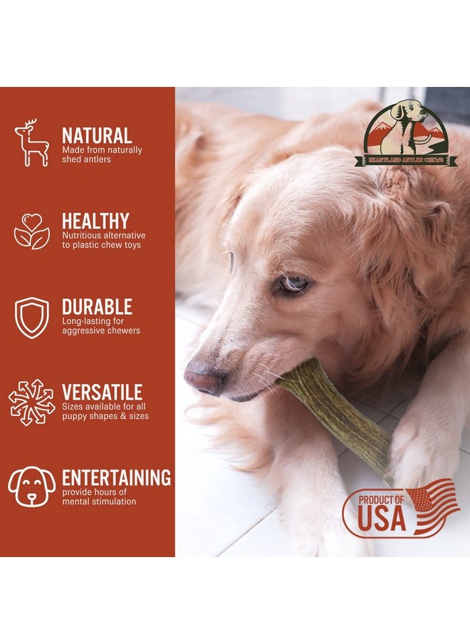 Heartland Antlers Heartland Deer Antlers For Dogs  Grade A, Naturally Shed Antlers | Dog Bones For Aggressive Chewers & Teething Puppies | Chew Toy For All Breeds | Usa Made & Veteran Owned (Large: 68", 1Pack)  - Image 5