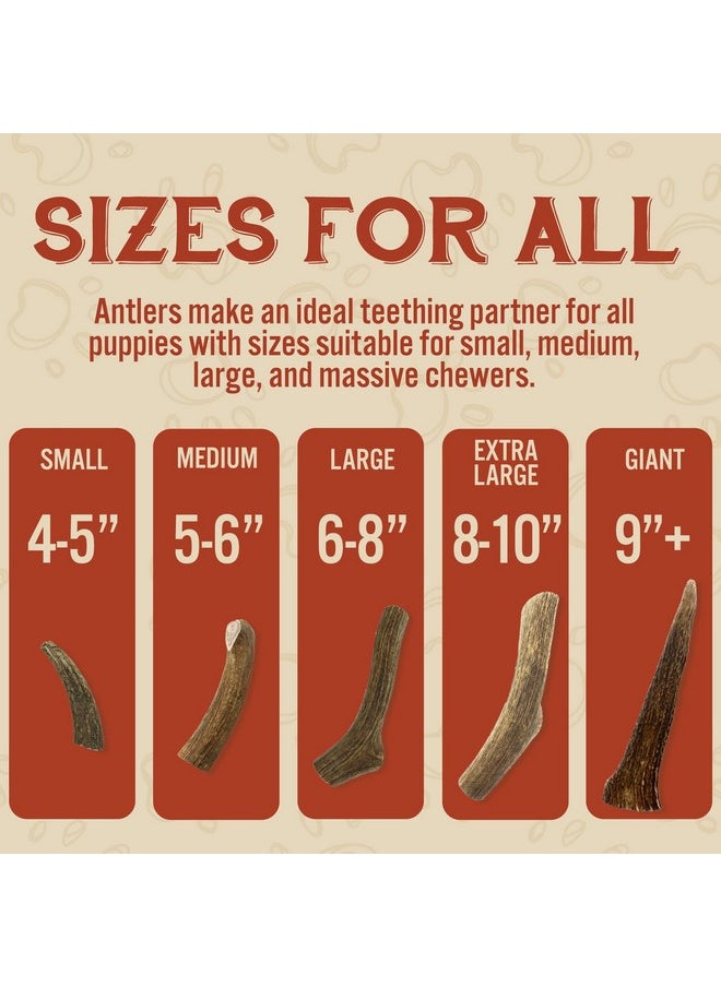 Heartland Antlers Heartland Deer Antlers For Dogs  Grade A, Naturally Shed Antlers | Dog Bones For Aggressive Chewers & Teething Puppies | Chew Toy For All Breeds | Usa Made & Veteran Owned (Large: 68", 1Pack)  - Image 4