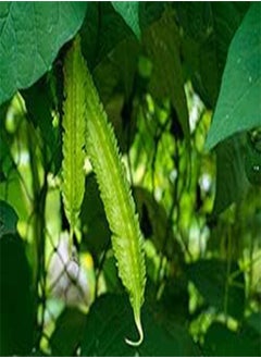 seeds 100pcs Snow Pea Desiree Purple Pod Vegetable seeds
