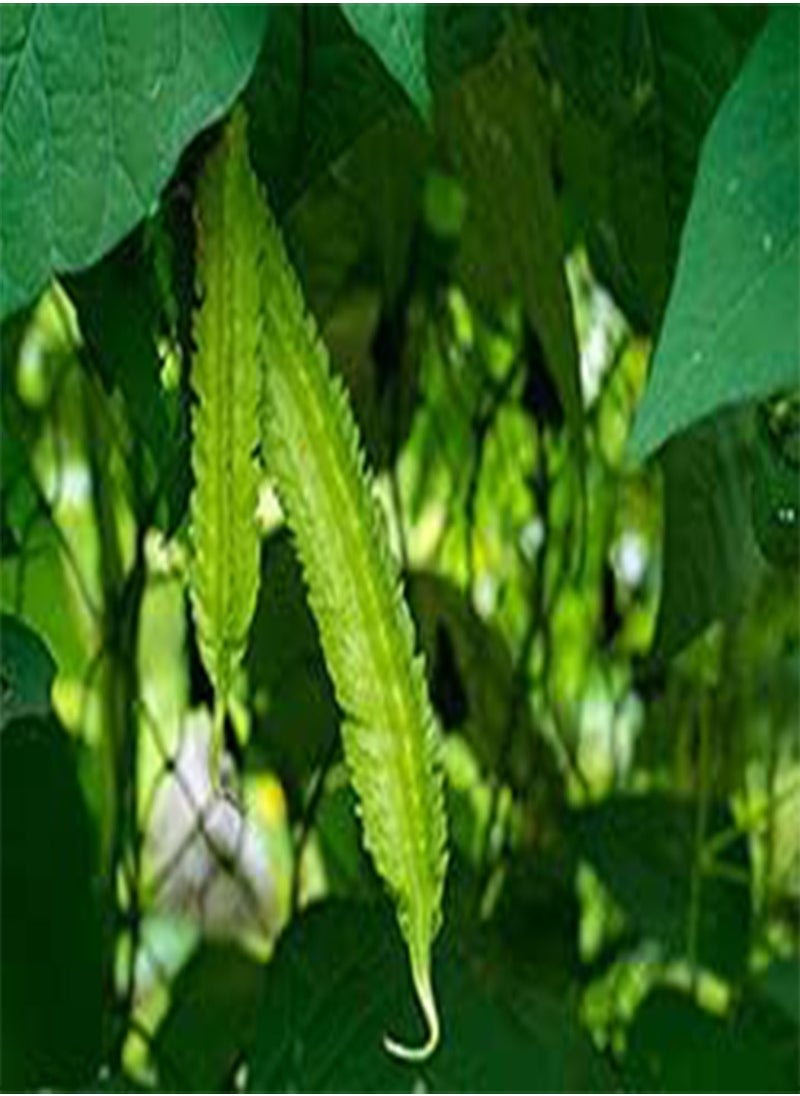 GGOOT - seeds 100pcs Snow Pea Desiree Purple Pod Vegetable seeds - Image 1