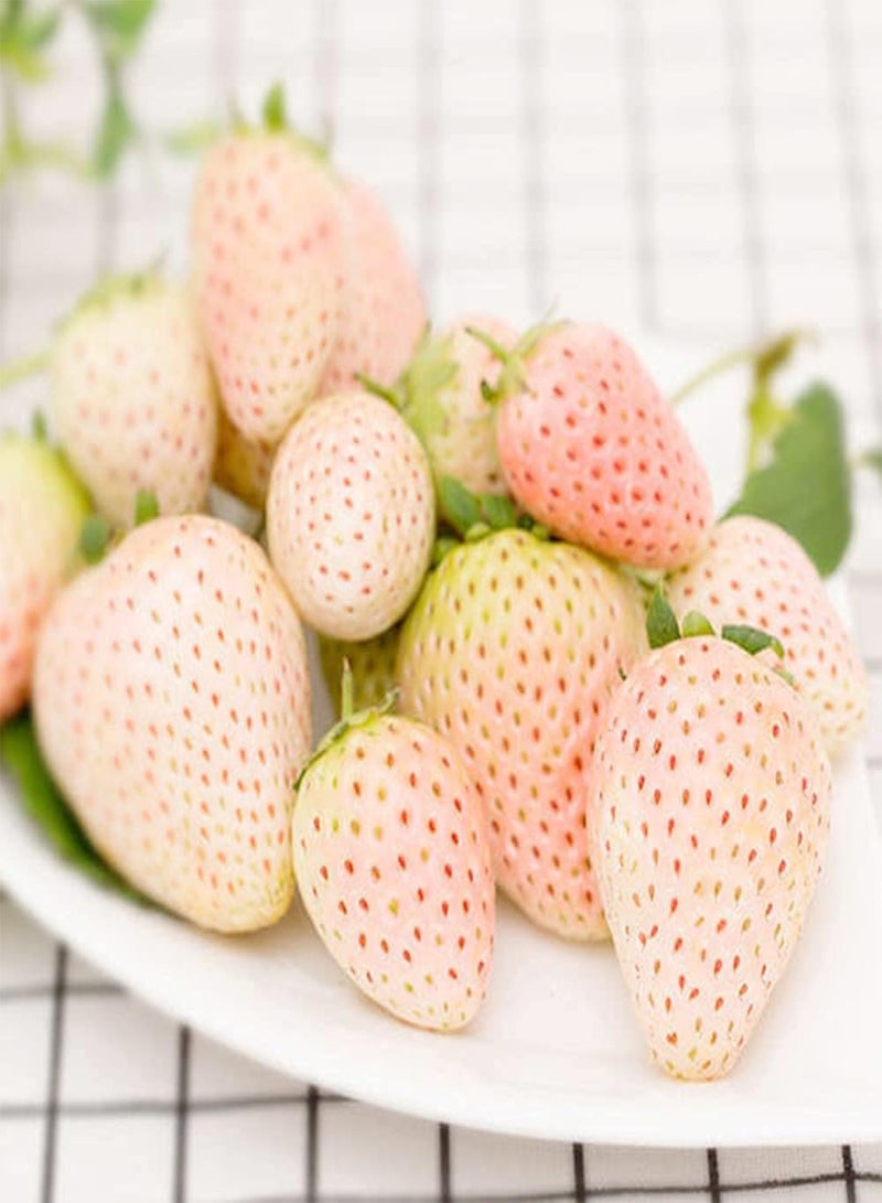 GGOOT 400pcs Rare White Cute Strawberry Seeds Fruits Planting in Garden with Families Add Joy Atmosphere Create Natural Beauty - Image 2