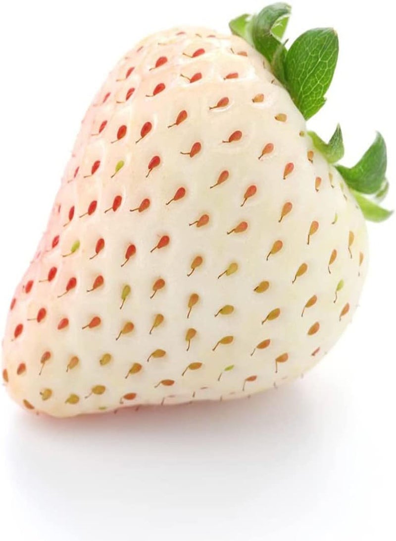 GGOOT 400pcs Rare White Cute Strawberry Seeds Fruits Planting in Garden with Families Add Joy Atmosphere Create Natural Beauty - Image 3
