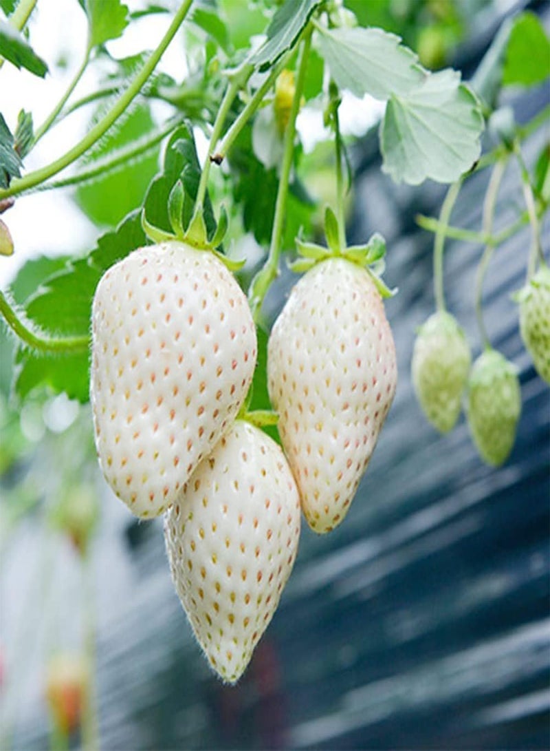 GGOOT 400pcs Rare White Cute Strawberry Seeds Fruits Planting in Garden with Families Add Joy Atmosphere Create Natural Beauty - Image 1