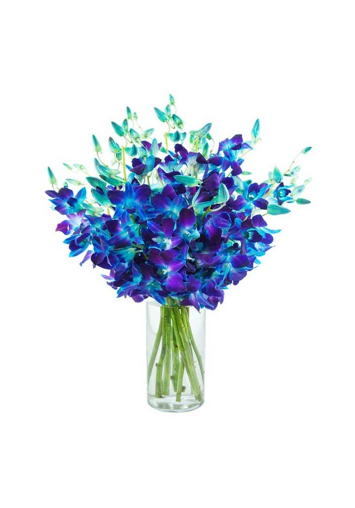 Dendrobium, Blue Tinted 40cm - 10 Stems, Netherlands