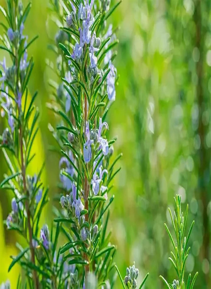 جي جوت 200 قطعة من حبيبات الرومارين الخارجية Jardin Serre Balcon Plantation récolte d'automne Rares variétés d'entrée de gamme assez exotique jardinage Novice - Image 2