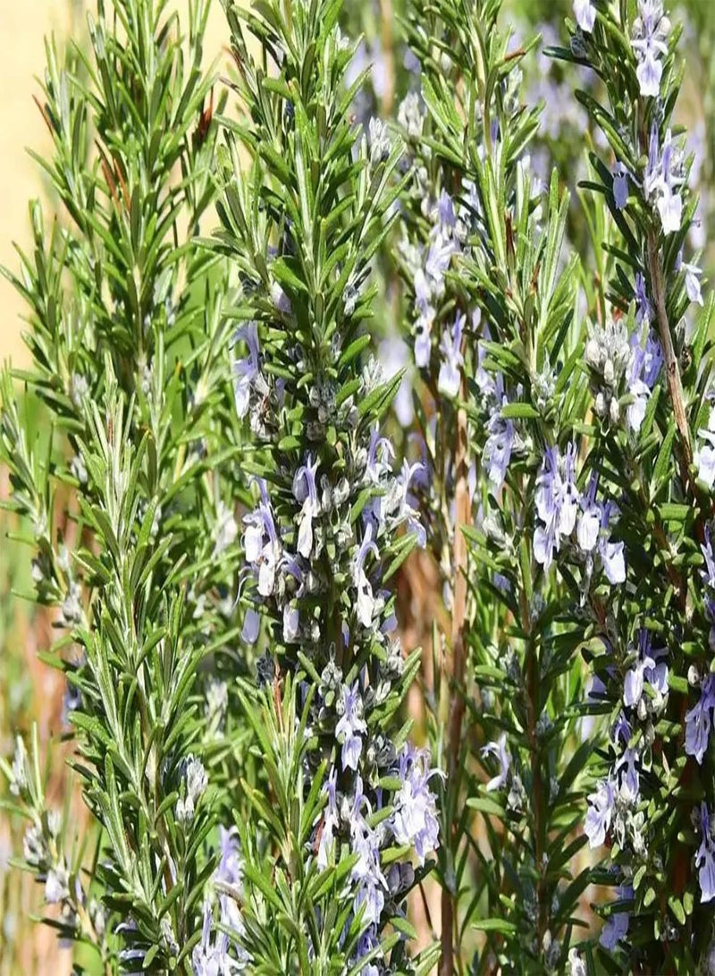 جي جوت 200 قطعة من حبيبات الرومارين الخارجية Jardin Serre Balcon Plantation récolte d'automne Rares variétés d'entrée de gamme assez exotique jardinage Novice - Image 1