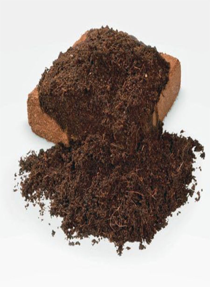 جي جوت طوب جوز الهند مع الأسمدة العضوية - Image 4