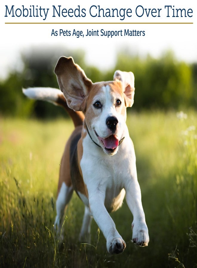 ركس فيتامينز فيتامينات آر إكس ميجا فليكس - جلوكوزامين سلفات مع ميثيل سلفونيل ميثان - مكمل غذائي للقطط والكلاب لصحة الورك والمفاصل - يحتوي على فيتامين سي وخيار البحر - يدعم صحة المفاصل ومرونتها - 600 غرام - Image 3