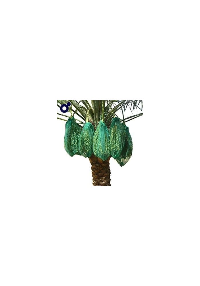 Date Cover Net Bag for Palm Tree - PE Mesh Protective Bags (25pcs, 90cm x 70cm) by Garden Care - Image 1