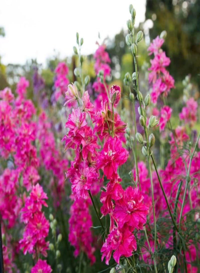 GGOOT Larkspur Limelight Rose - Delphinium consolida 30 Seeds