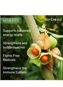 ambrosial Ashwagandha Capsules 500Mg Per Capsule Non-Gmo And Gluten Free 60 Capsules Food Supplements  - Image 5