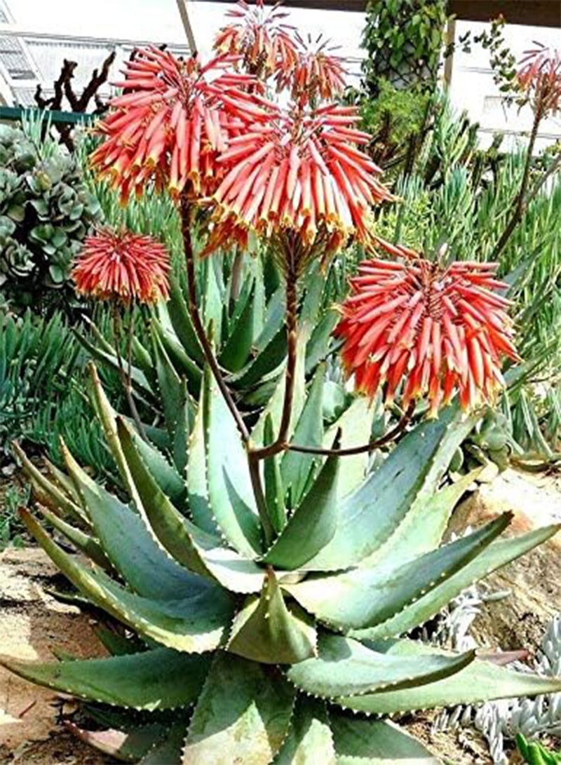GGOOT Aloe Comptonii mitriformis Exotic Color Succulent Rare Cactus red Seed 30 Seeds 