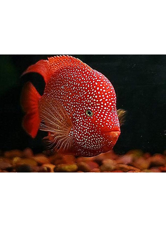 A.D.P. High Protein 45.5% Red Parrot Fish Food & Cichlid Fish Feed Floating Pellet 1.5 mm, 100 g. Astaxanthin Color Enhancing Highly Nutritious for Growth Fast, Big Body Healthy Shine Skin Tropical Fish - Image 4