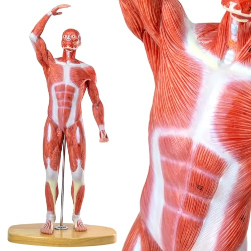 HADWYN 20 Human Muscle Model Miniature Muscular System Model Human Muscular Figure Human Body Anatomy Model for Medical Physiology Teaching - Image 1