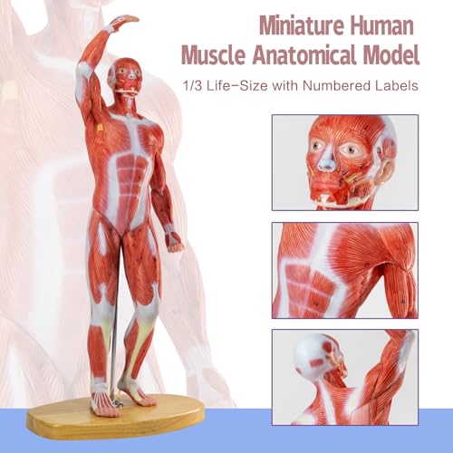 HADWYN 20 Human Muscle Model Miniature Muscular System Model Human Muscular Figure Human Body Anatomy Model for Medical Physiology Teaching - Image 3