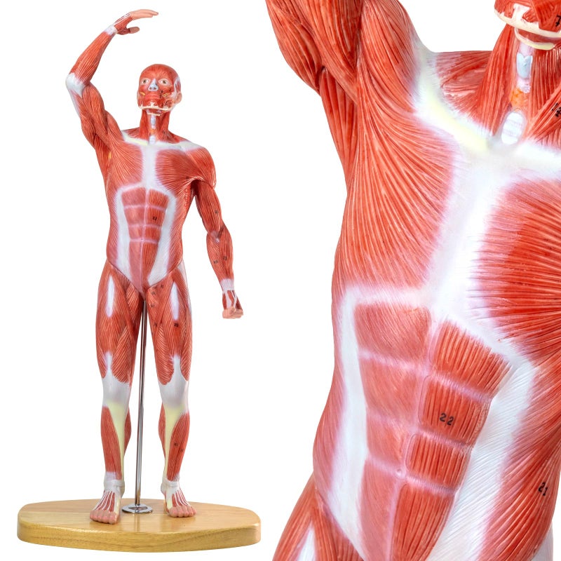 HADWYN 20 Human Muscle Model Miniature Muscular System Model Human Muscular Figure Human Body Anatomy Model for Medical Physiology Teaching - Image 2
