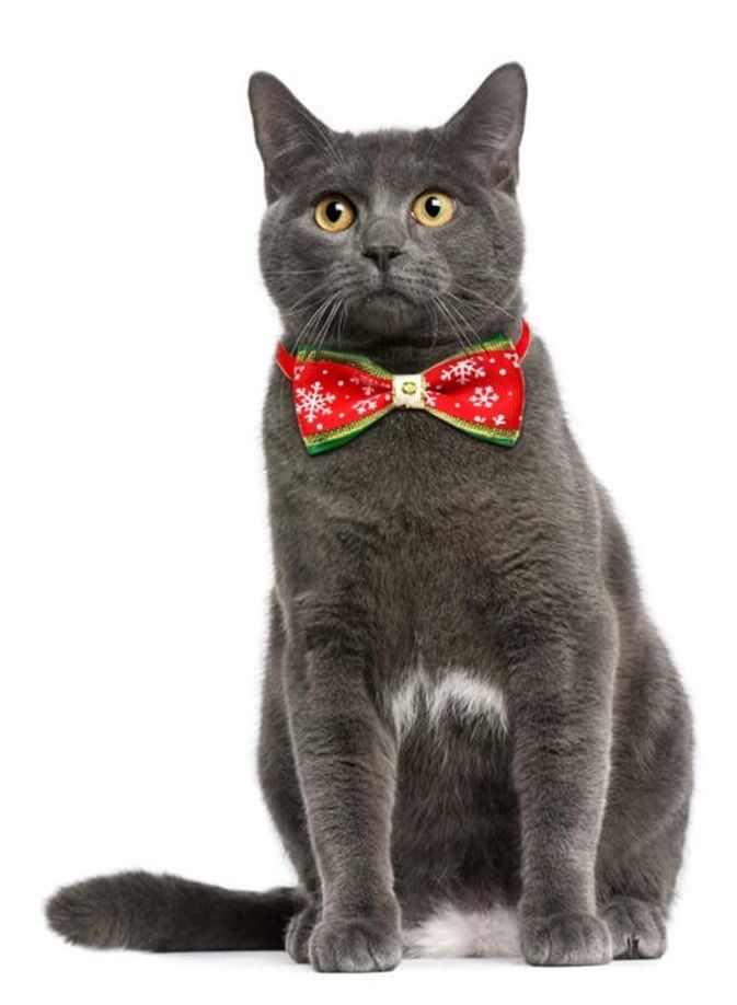 عطلة لقلادة كلب قطة ربطة عنق قابلة للتعديل حزام عنق للعناية متعددة الألوان 3 قطع - Image 4