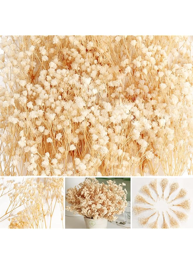 The Bros 65 Pcs Mini Dried Baby's Breath Flowers - 4000+ Pressed Real Natural Gypsophila Bulk for Resin Mold Art Craft, Ivory White Flowers Bouquet for Hair Accessory, Wedding Wreath, Table Vase, Home Decor - Image 1