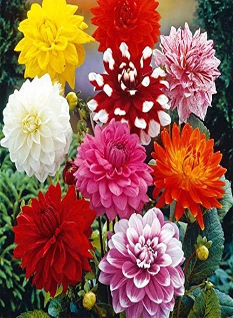 GGOOT seeds Fresh 10 pcs Two Color Dahlia Flower seeds for Planting Mixed