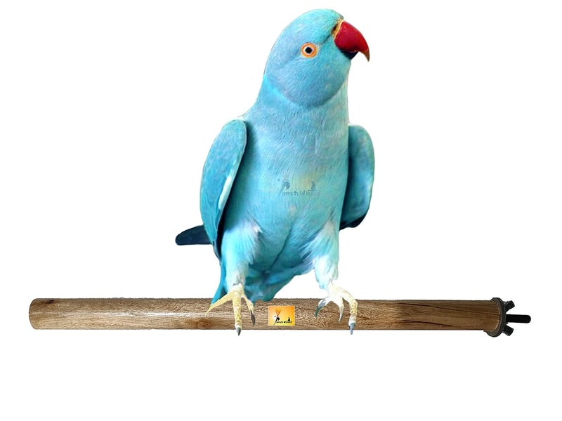 Parrots Wizard عصا خشبية للطيور 01 قطعة - مصنوعة في الهند - Image 1