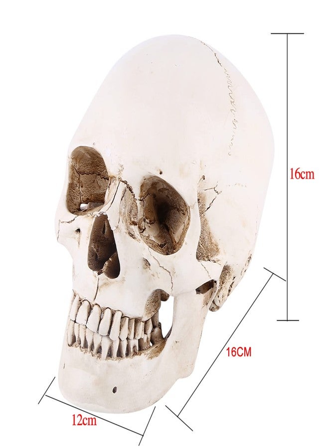 Aatraay Skull Model Life Size Human Skull 23×19×16 1Pc White Resin Human Skull Lifesize Drawing Model Replica Drawing Party Ornament - Image 2