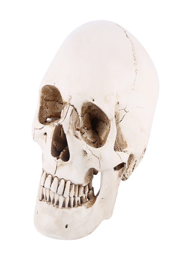 Aatraay Skull Model Life Size Human Skull 23×19×16 1Pc White Resin Human Skull Lifesize Drawing Model Replica Drawing Party Ornament - Image 1