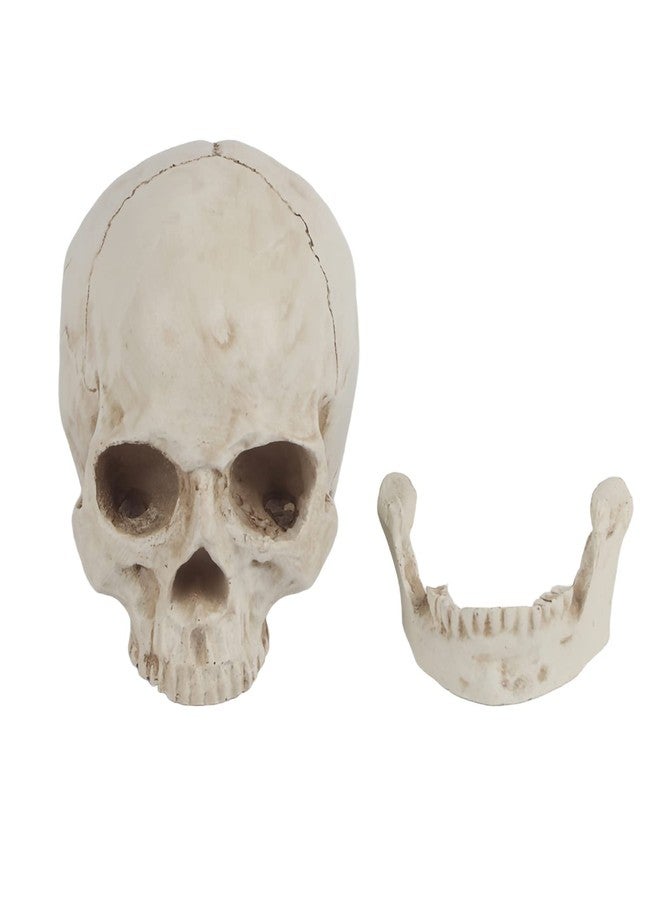 Aatraay Skull Model Life Size Human Skull 23×19×16 1Pc White Resin Human Skull Lifesize Drawing Model Replica Drawing Party Ornament - Image 5