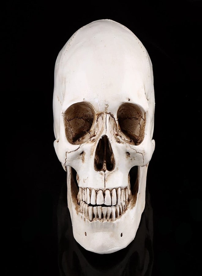 Aatraay Skull Model Life Size Human Skull 23×19×16 1Pc White Resin Human Skull Lifesize Drawing Model Replica Drawing Party Ornament - Image 3