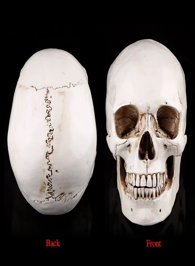 Aatraay Skull Model Life Size Human Skull 23×19×16 1Pc White Resin Human Skull Lifesize Drawing Model Replica Drawing Party Ornament - Image 4