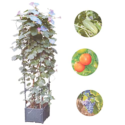 GREEN MOUNT Raised Garden Bed Planter Boxes with Trellis for Climbing Vegetables Plants Tomato Cage - Image 2