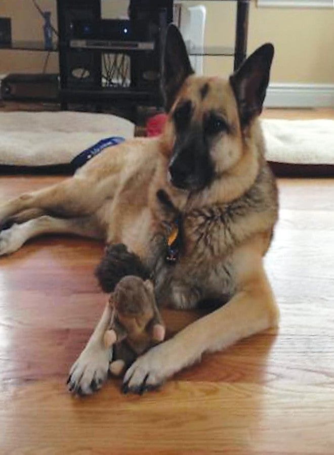 SPOT Woodland Collection Squirrel Dog Toy with Squeaker, Plush Grunting Tug Toy, Interactive Play for All Dog Breeds, 10" - Image 2